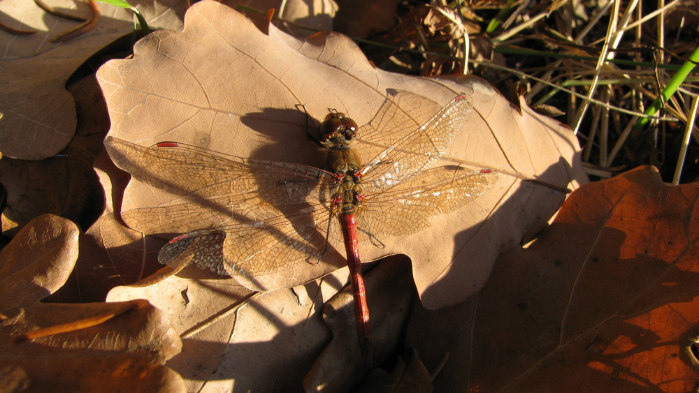 Heidelibelle, Blutrote (Sympetrum sanguineum)