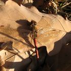 Heidelibelle, Blutrote (Sympetrum sanguineum)