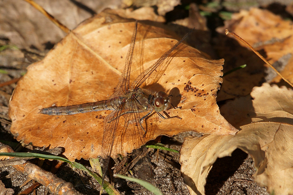 Heidelibelle.