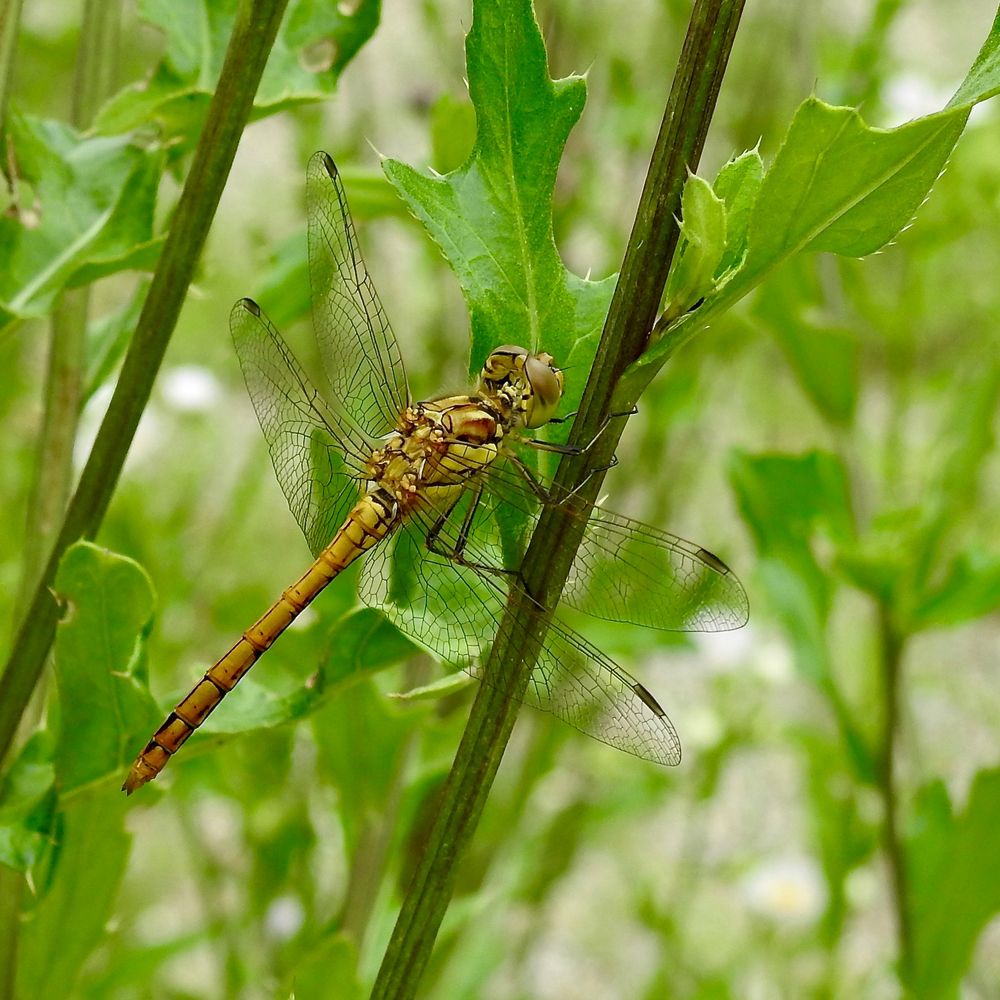 Heidelibelle