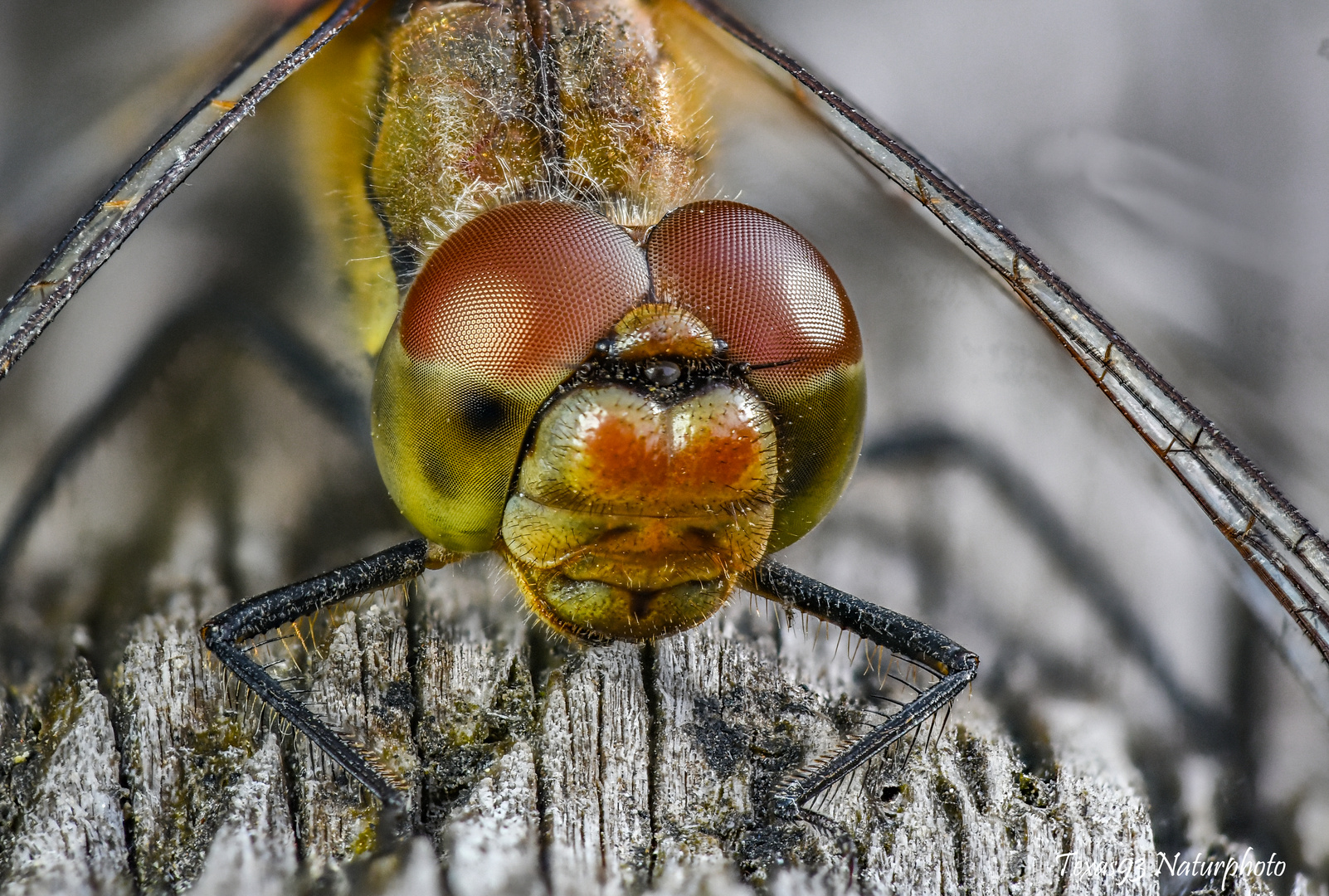 Heidelibelle Close-up 