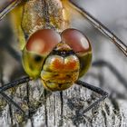 Heidelibelle Close-up 