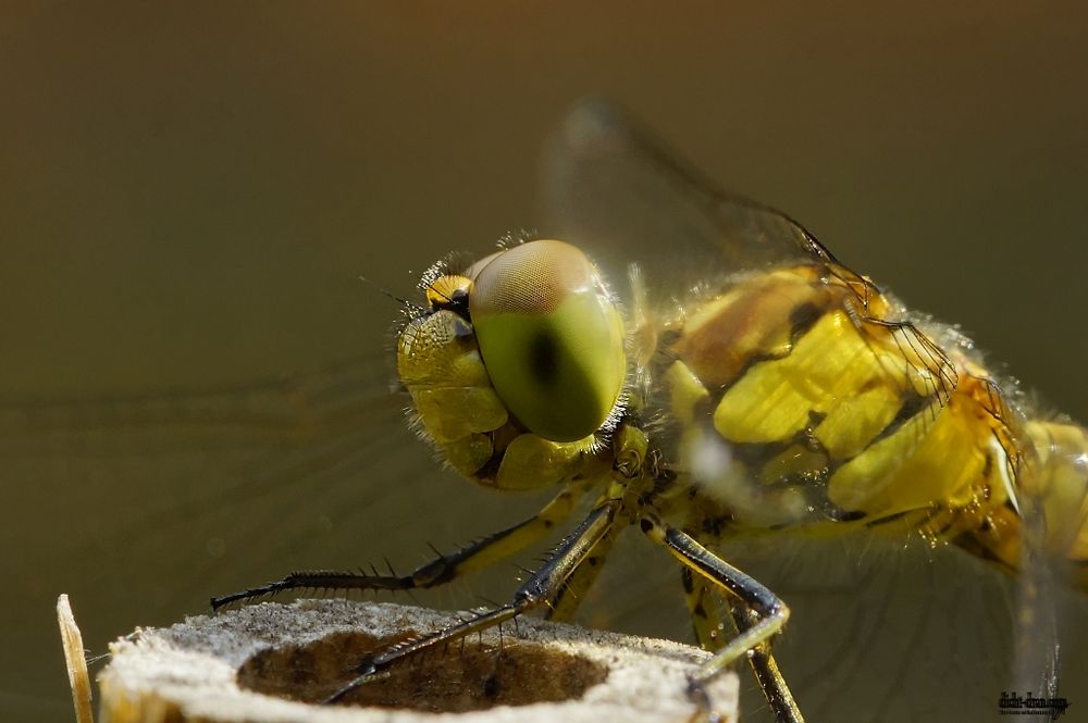 Heidelibelle Detailansicht