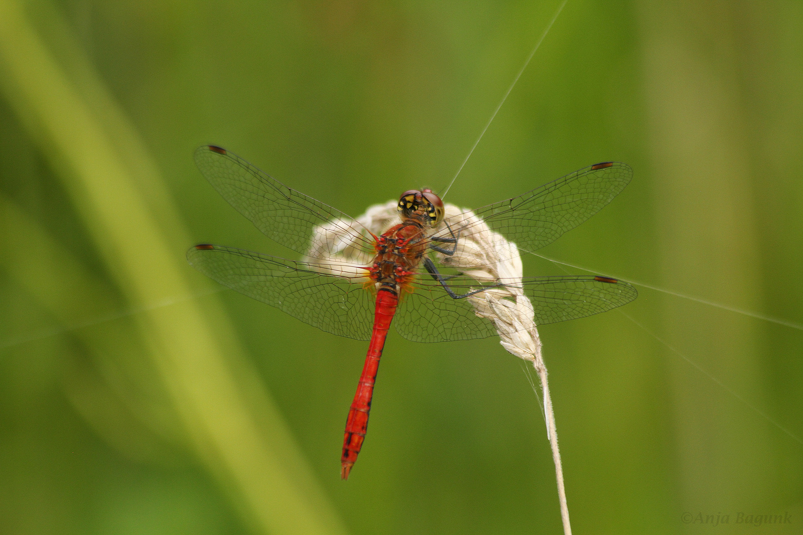 Heidelibelle