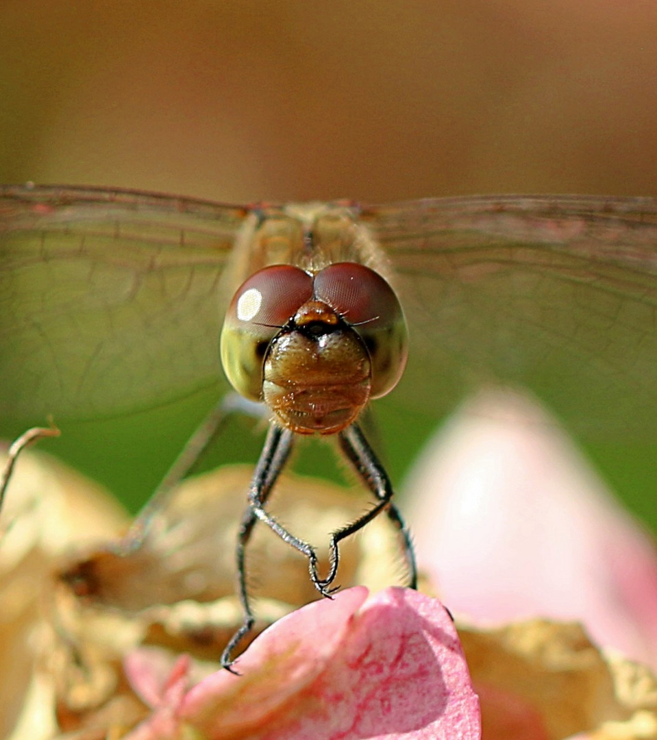 Heidelibelle - ein Portrait ...