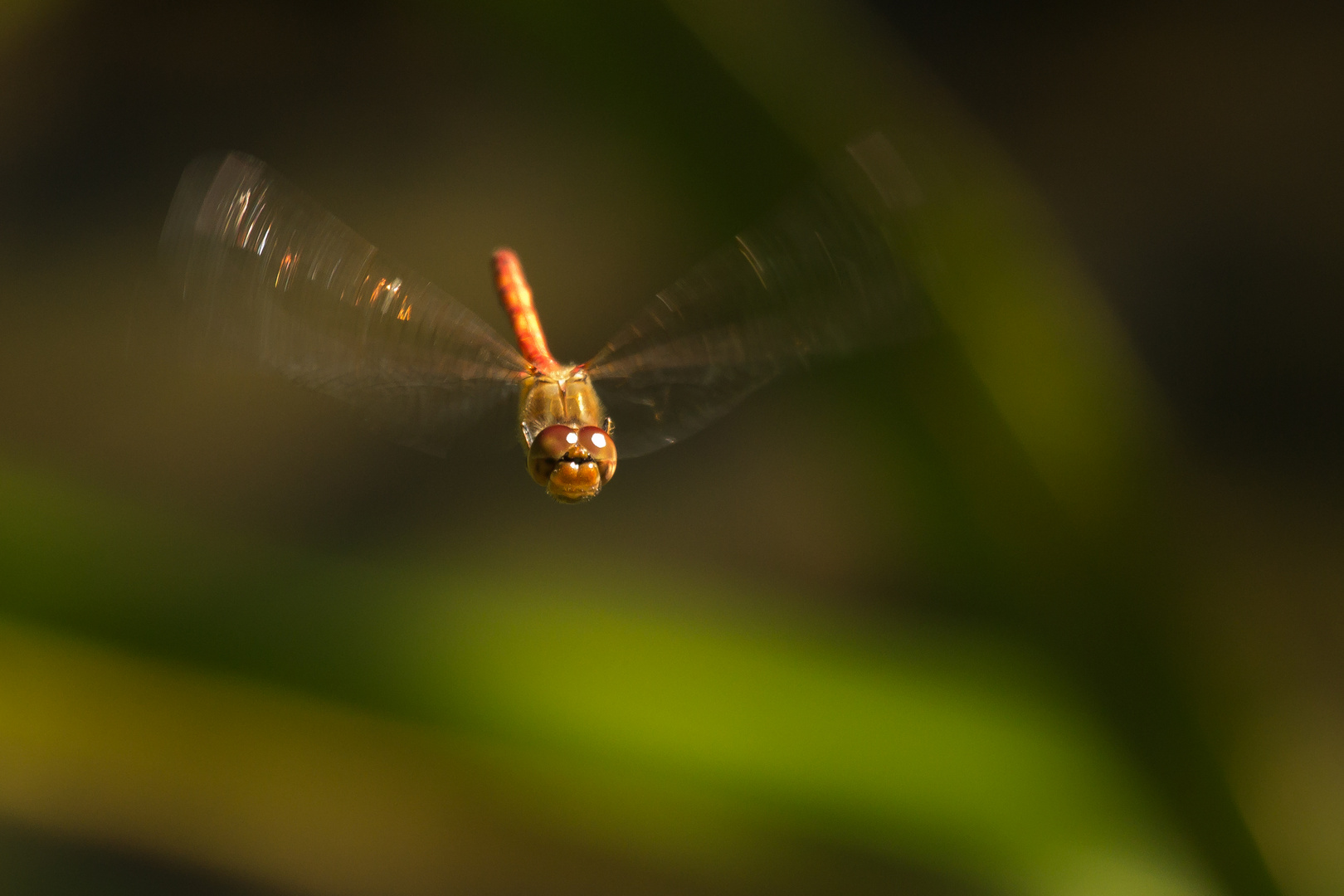 Heidelibelle, ein super Flieger