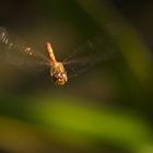 Heidelibelle, ein super Flieger