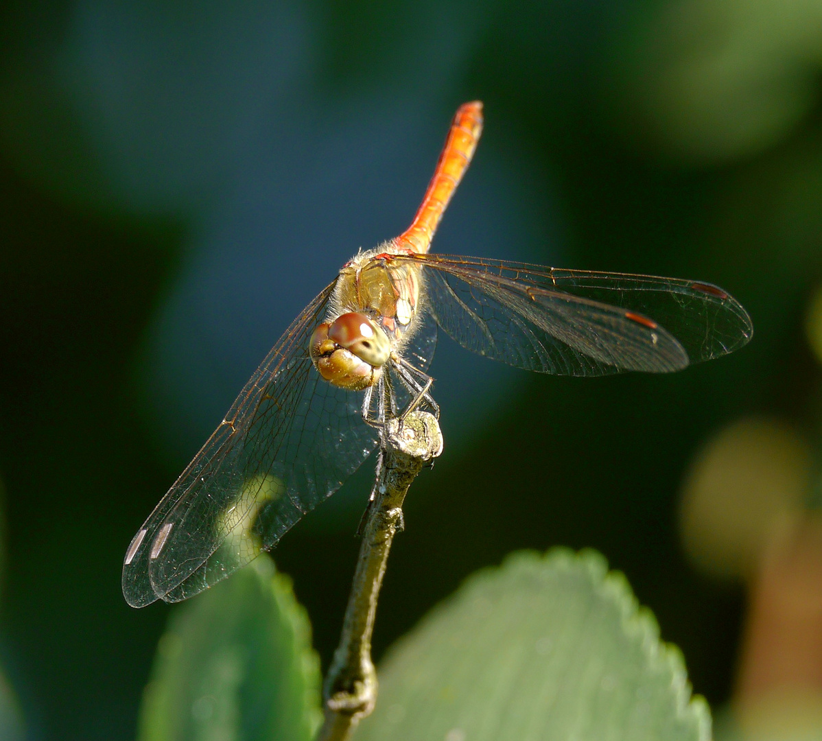 Heidelibelle en face