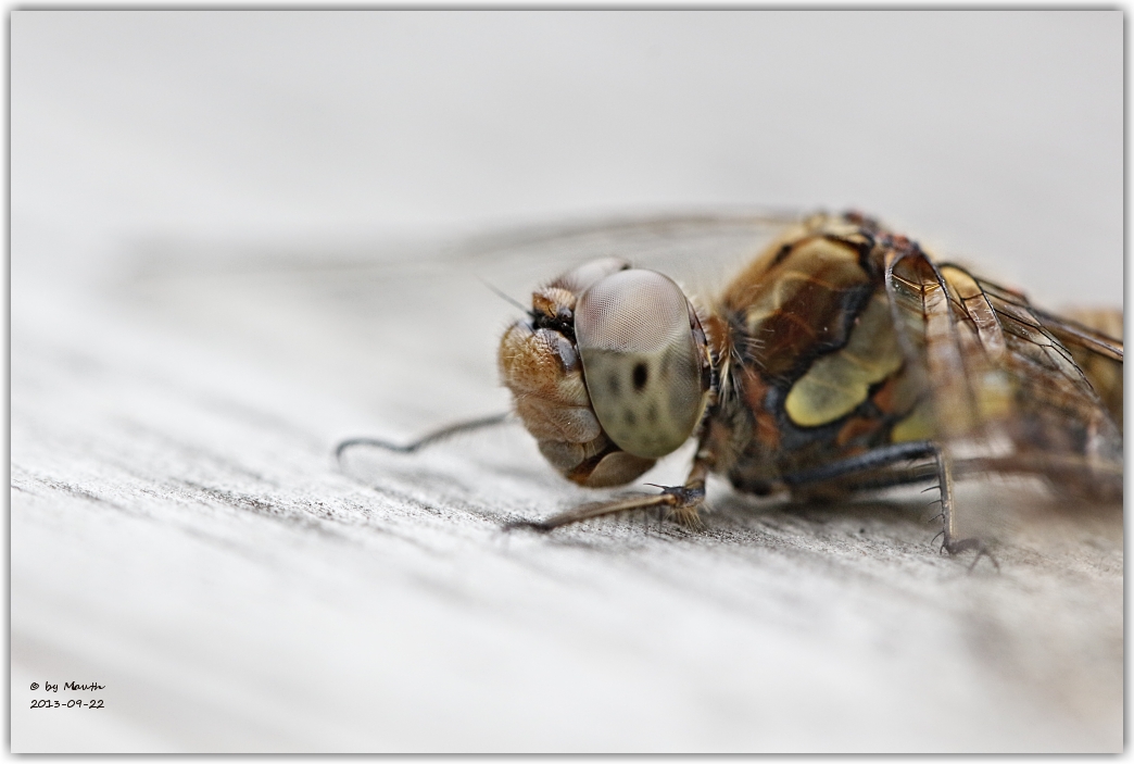 Heidelibelle Female Portrait