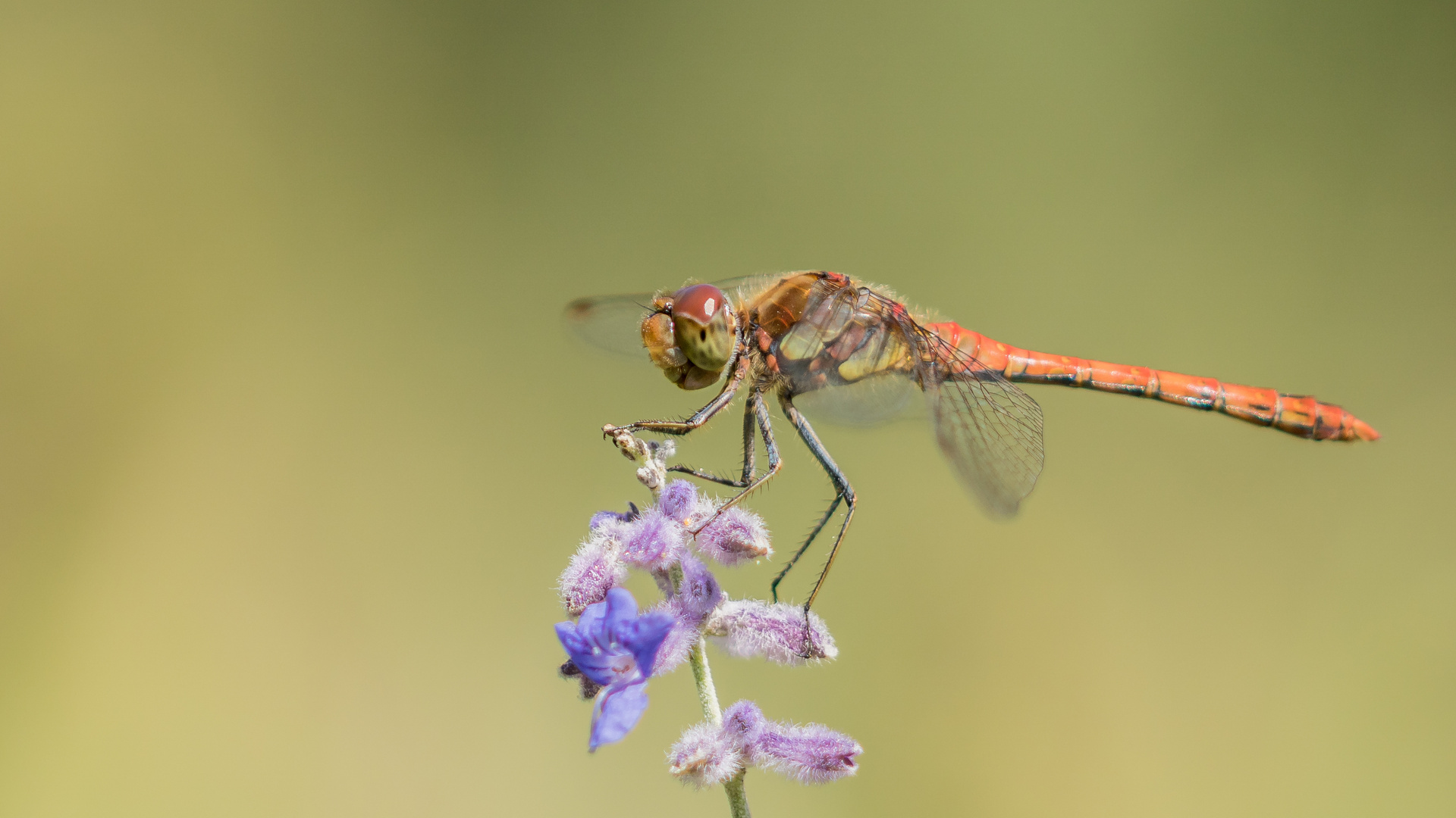 Heidelibelle frei auf der Blüte