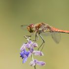 Heidelibelle frei auf der Blüte