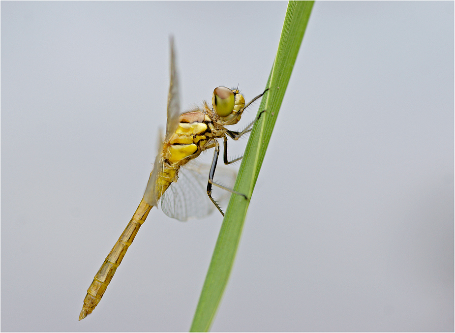 Heidelibelle II