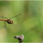 heidelibelle im anflug......