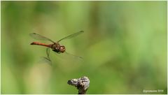 heidelibelle im anflug......