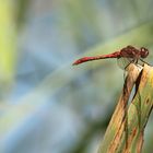 Heidelibelle im Ansitz