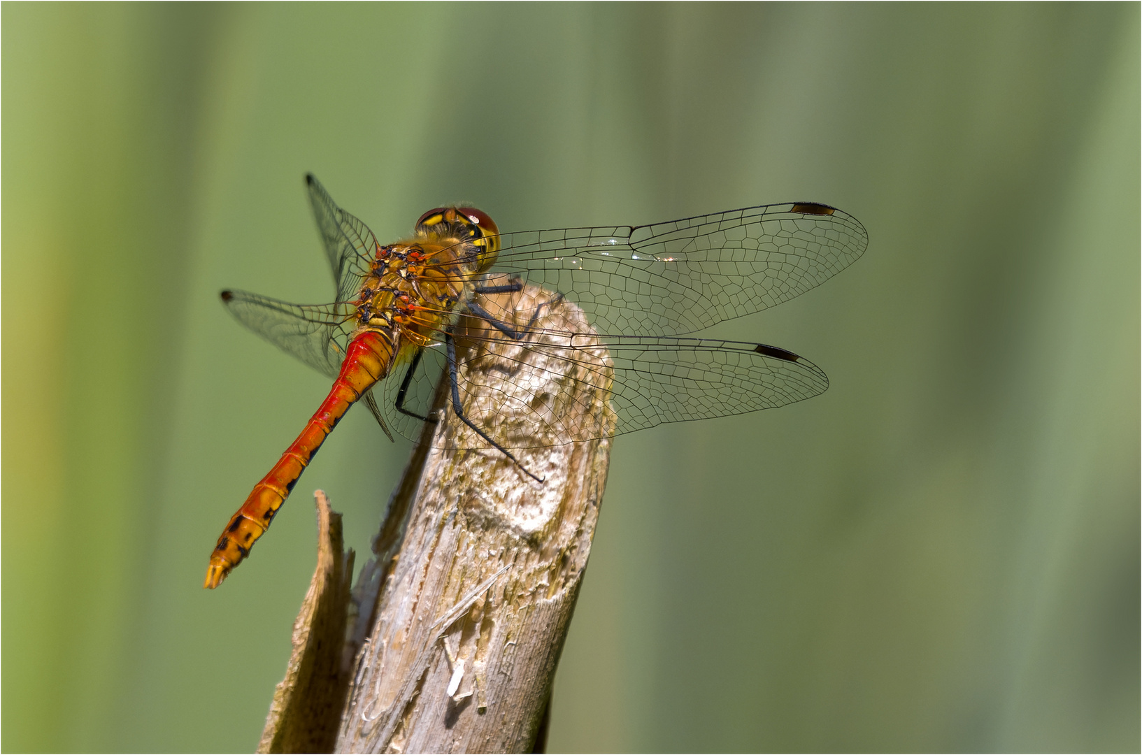 Heidelibelle im Dorfteich