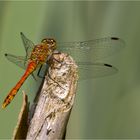 Heidelibelle im Dorfteich