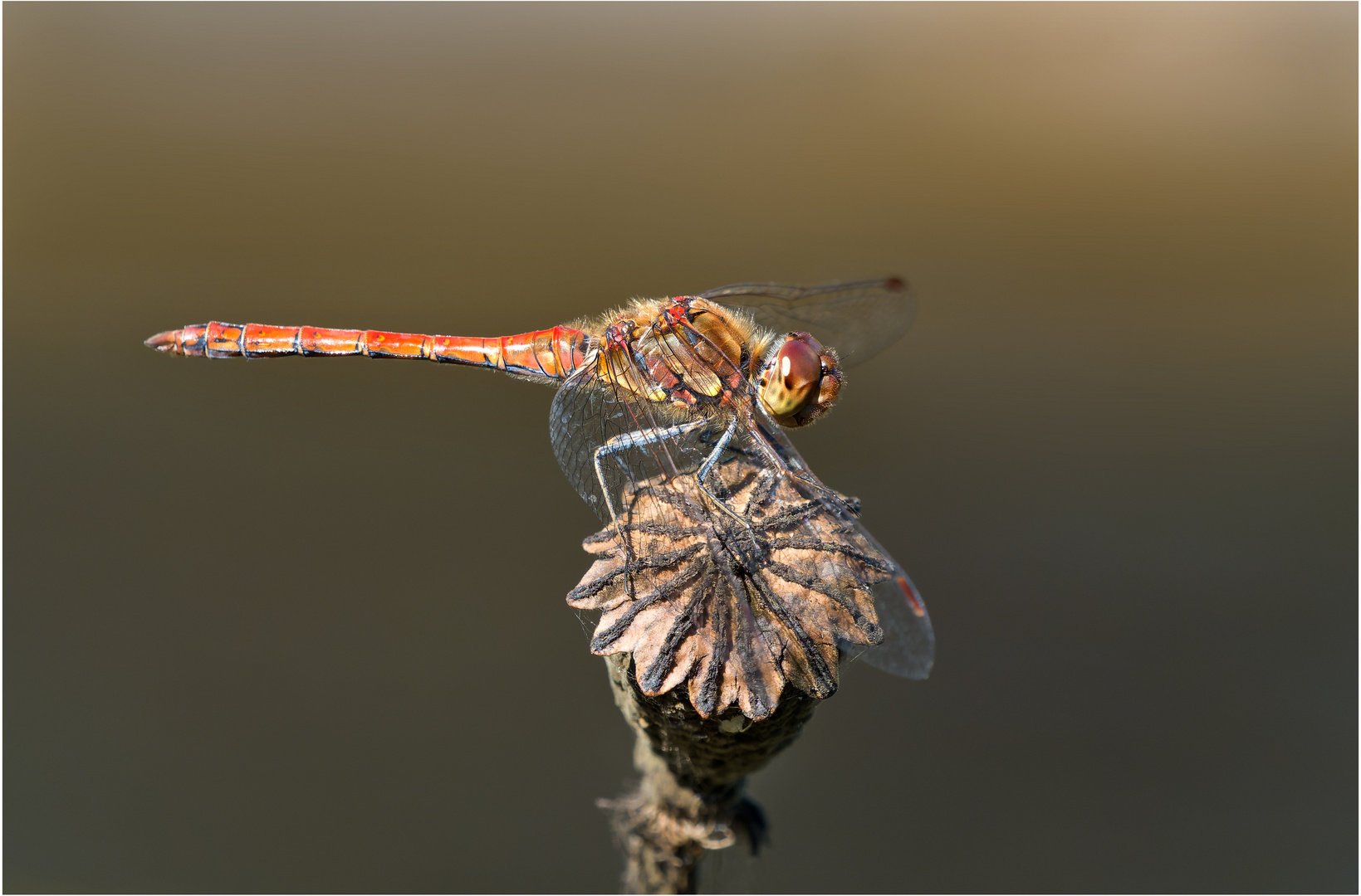 Heidelibelle  im ersten Morgenlicht......