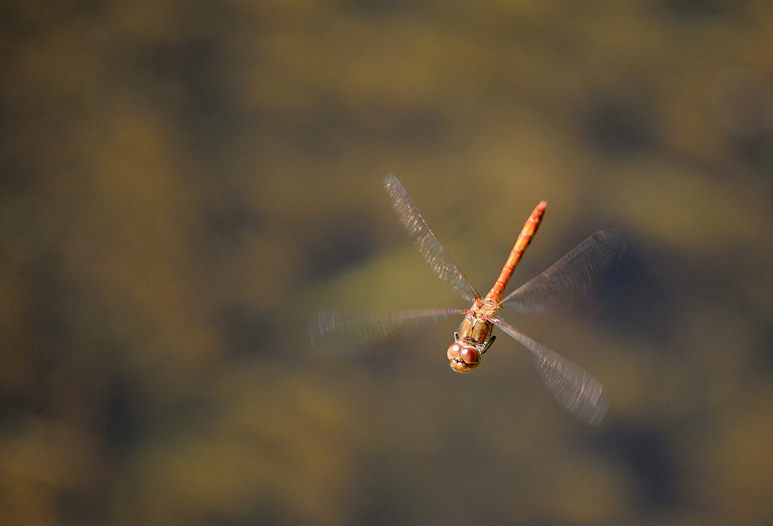 Heidelibelle im Flug