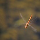 Heidelibelle im Flug