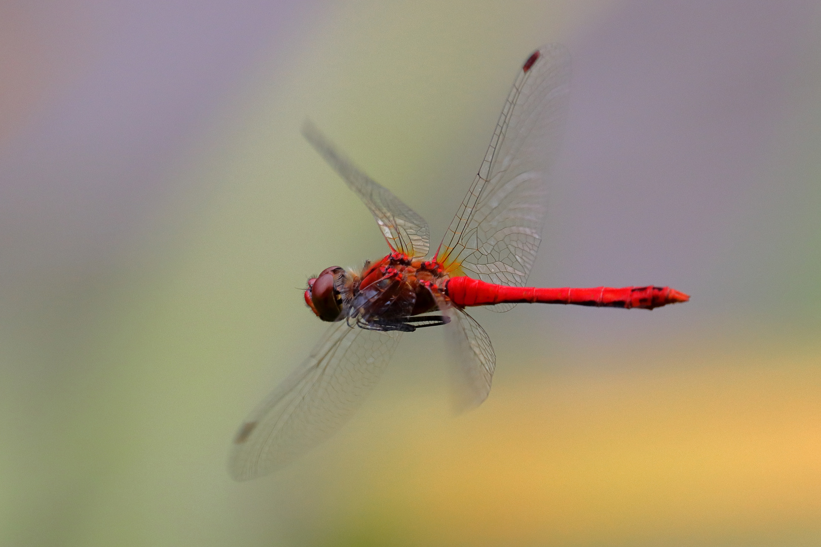 Heidelibelle im Flug