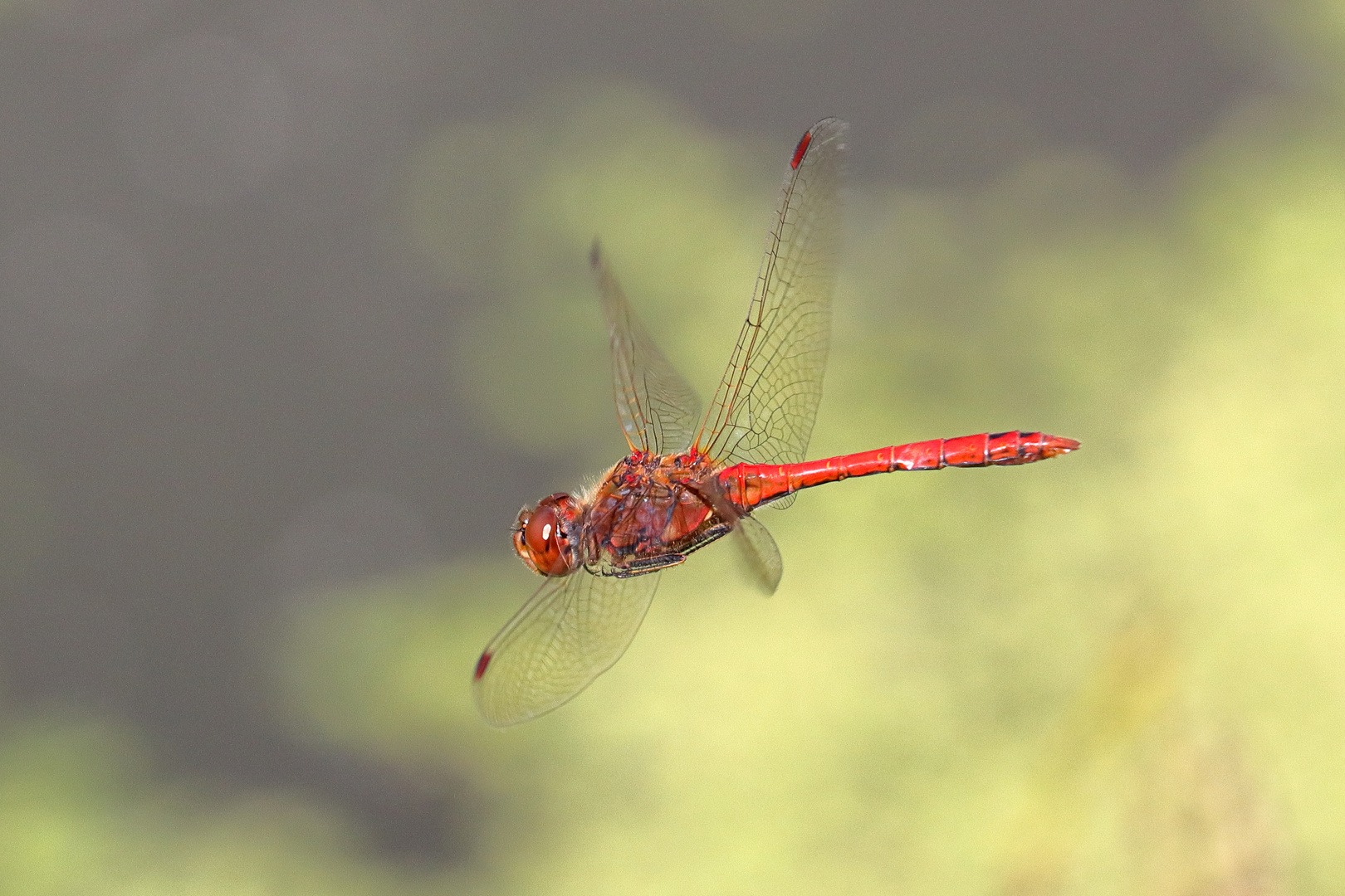 Heidelibelle im Flug