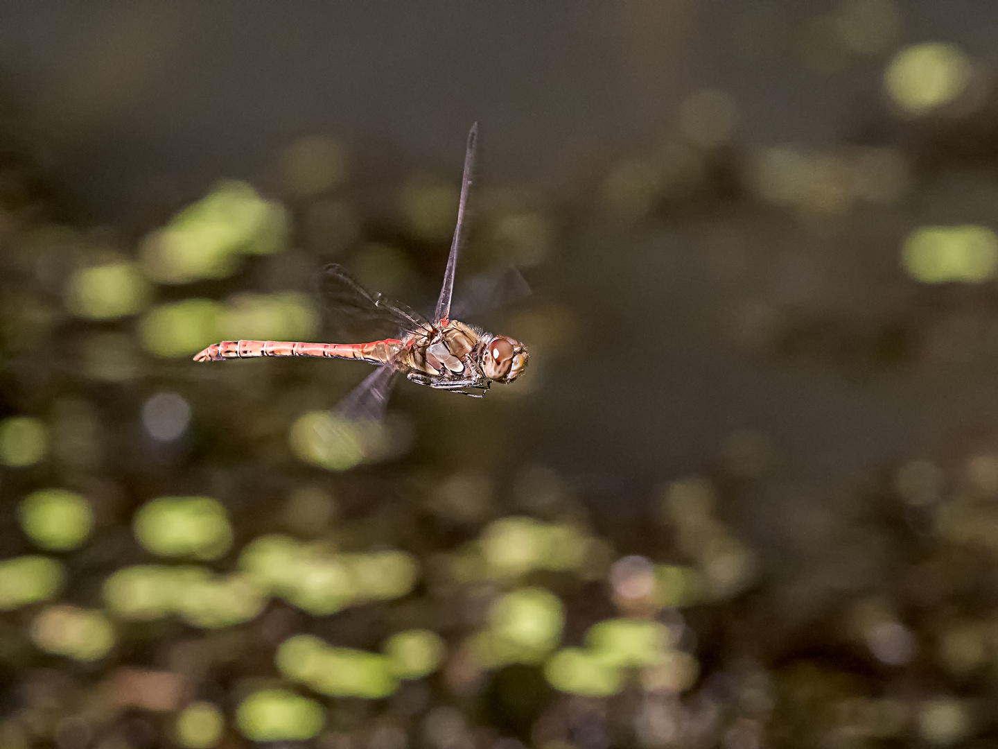 Heidelibelle im Flug