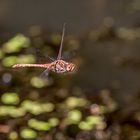 Heidelibelle im Flug