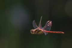 Heidelibelle im Flug