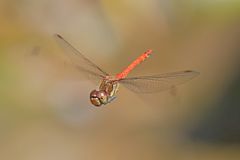 Heidelibelle im Flug