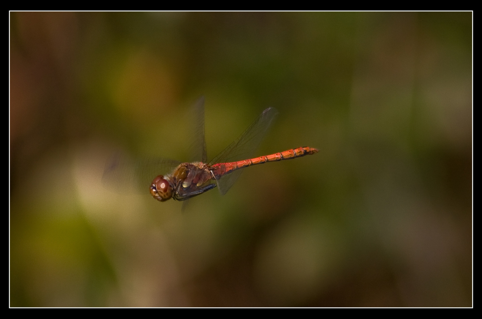 Heidelibelle im Flug