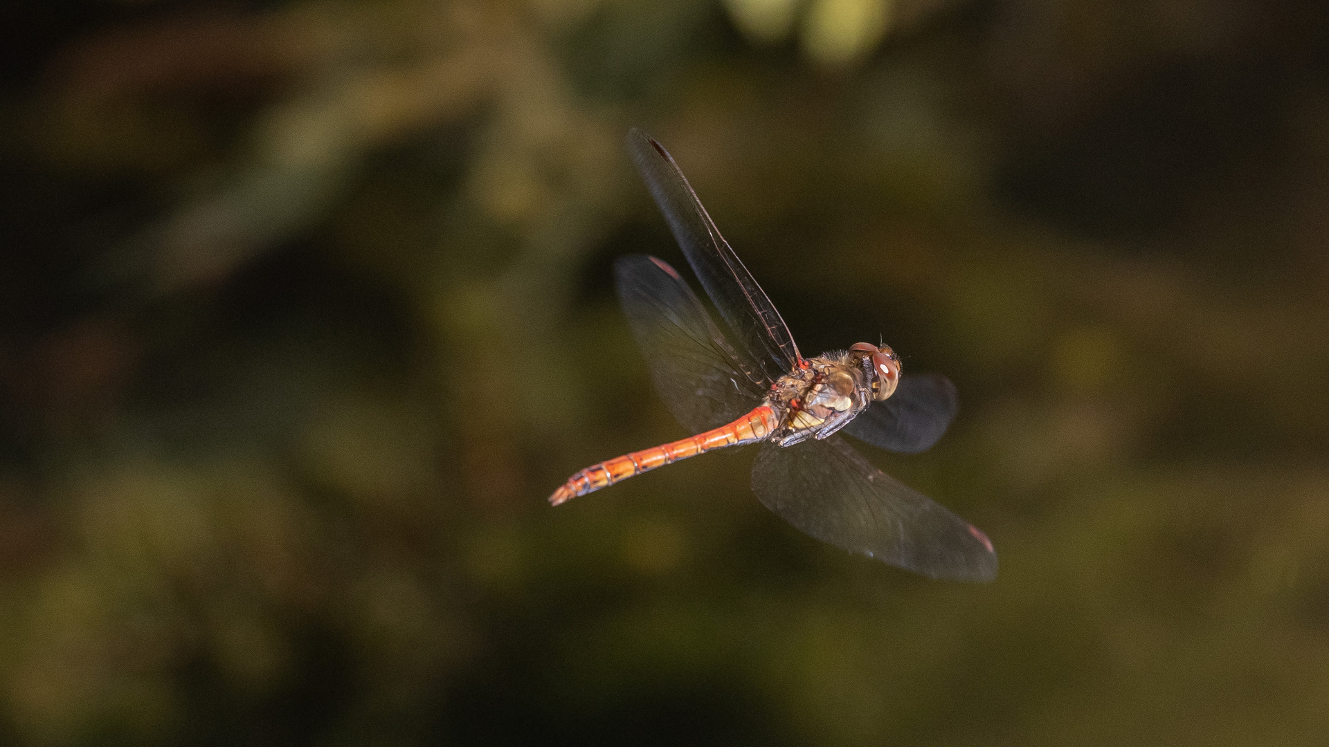 Heidelibelle im Flug V