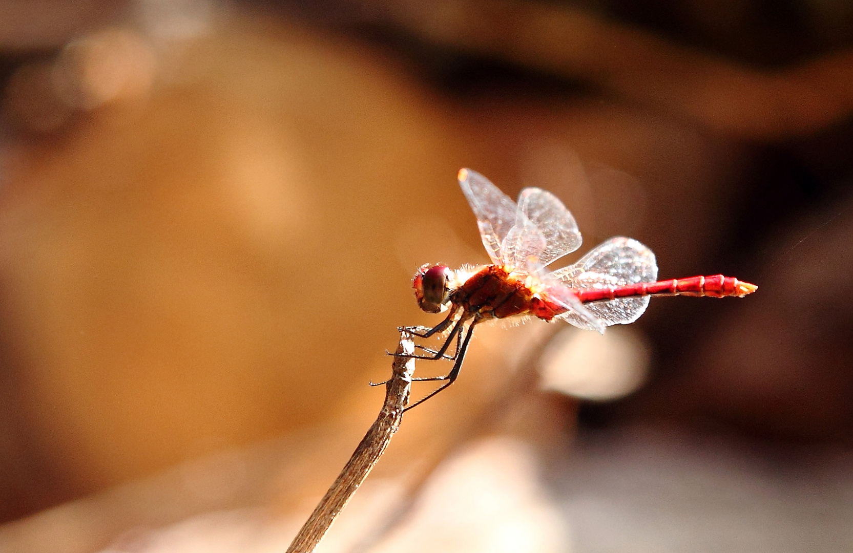 Heidelibelle im Gegenlicht