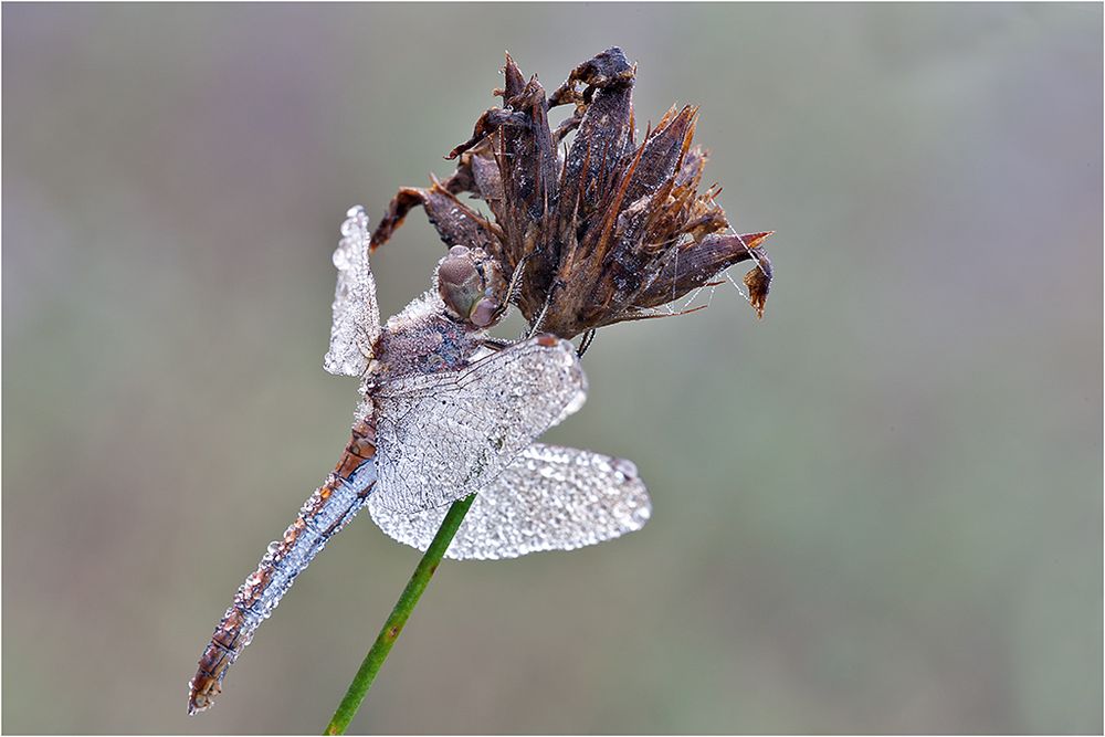 Heidelibelle im Herbst