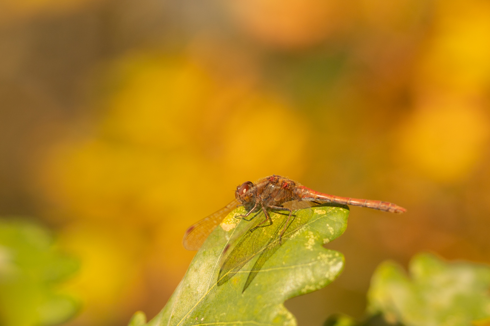 Heidelibelle im Herbstlaub