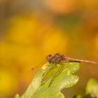 Heidelibelle im Herbstlaub