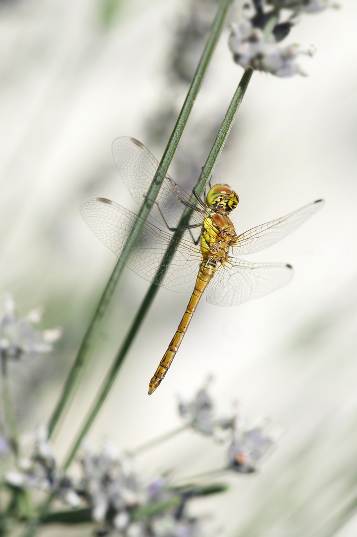 heidelibelle im lavendel....