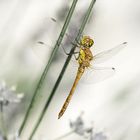 heidelibelle im lavendel....