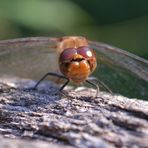 Heidelibelle im Leintalzoo Schwaigern