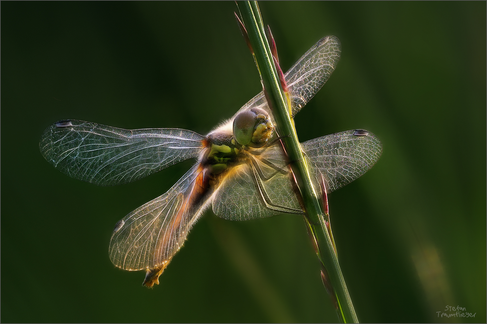 Heidelibelle im letzten Abendlicht