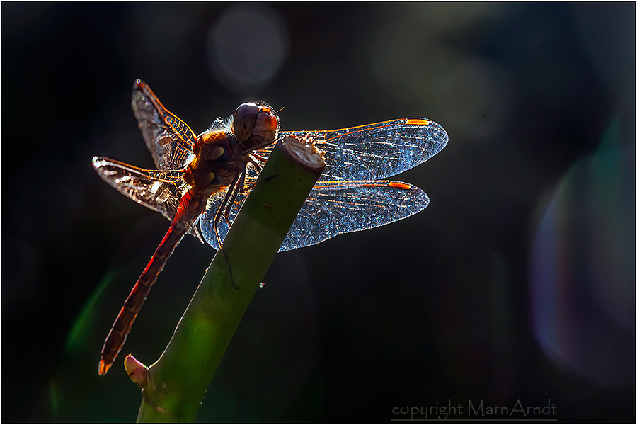 Heidelibelle im Licht