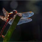 Heidelibelle im Licht