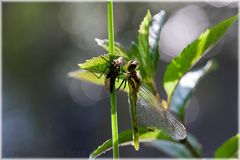 Heidelibelle im Licht