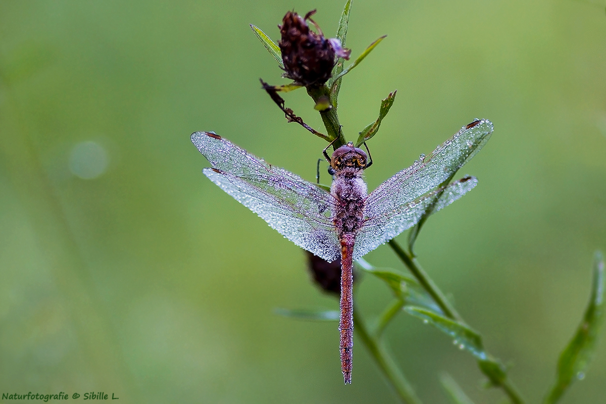 Heidelibelle im Morgentau