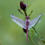 Heidelibelle im Morgentau