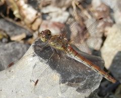 Heidelibelle im Oktober I