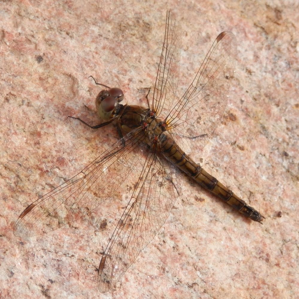 Heidelibelle im Oktober III