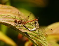 Heidelibelle im Paarungsrad