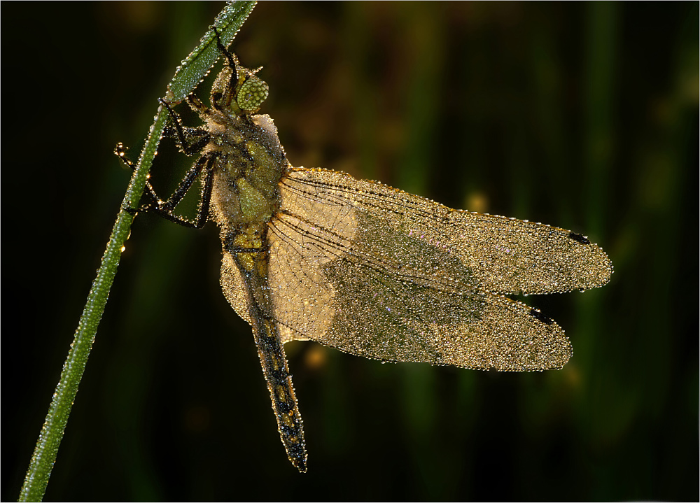 Heidelibelle im Perlenkleid