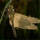 Heidelibelle im Perlenkleid